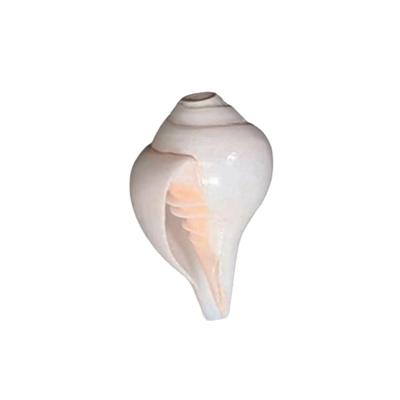 Paal Sangu 10pcs Pkt